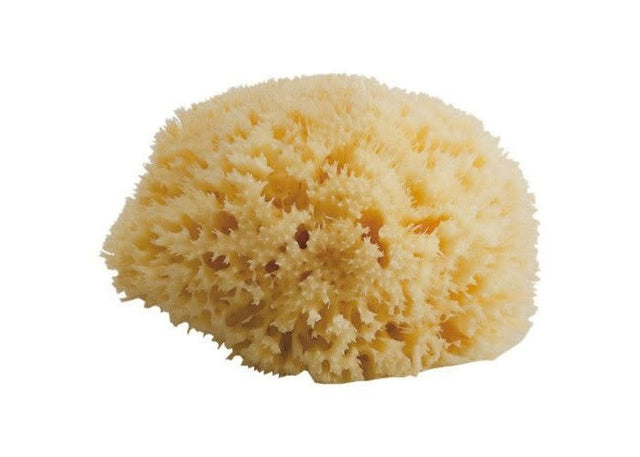 sea sponge