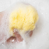 Sandy the Sea Sponge